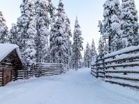 Traditional Lapland Reindeer Safari
